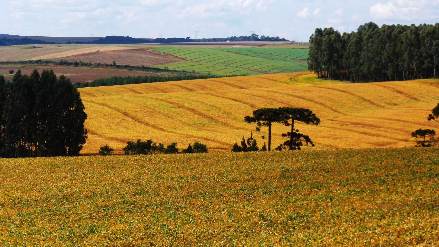 Lavoura de grãos e relevo agrícola produtivo em Guarapuava, Paraná.
